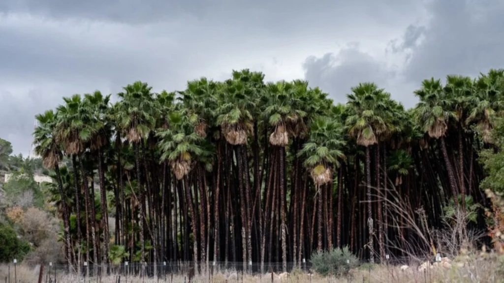 The Ancient Origins of the Travelers Palm