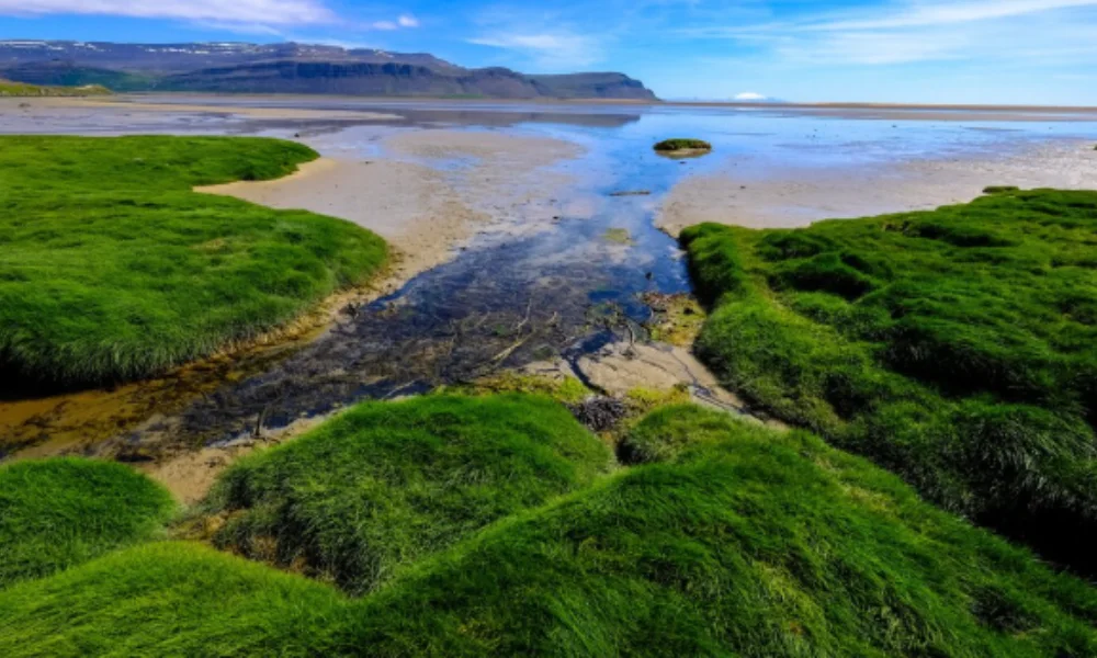  Lush green grass surrounded by water in the vast expanse of the ocean