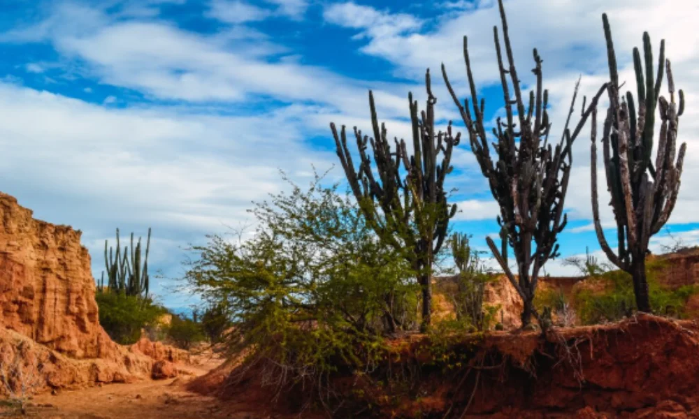 Desert landscape with tall cacti against a vibrant blue sky and scattered clouds