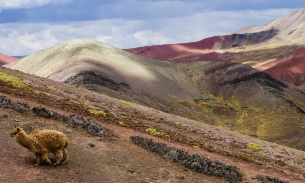 A fluffy alpaca stands on a multicolored hillside in the Andes-places to visit in peru