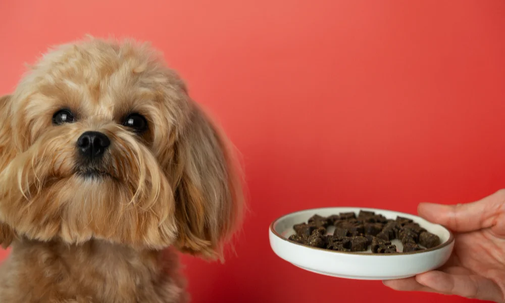 A fluffy, tan dog sits in front of a vibrant red background-Homemade Dog Food Recipe