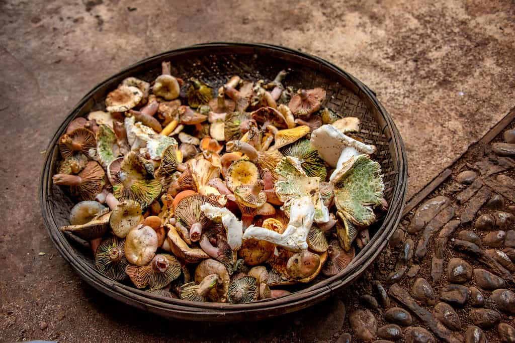 pacific northewest food culture